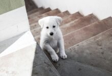 create dog little alchemy