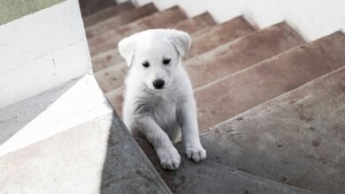 create dog little alchemy