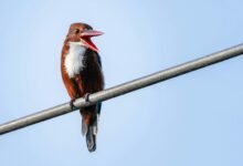 customer service complaint issues