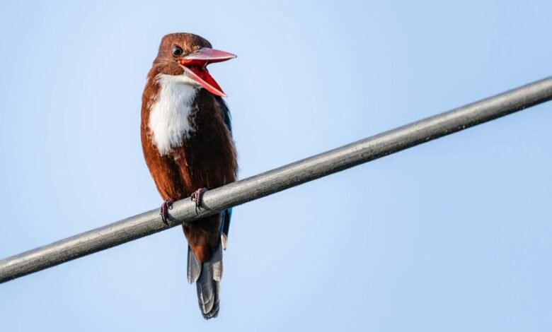 customer service complaint issues